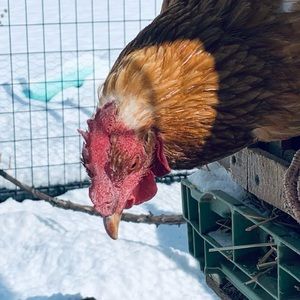 Meet your Posher, Sam